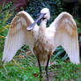 Spoonbill: Wild Angel