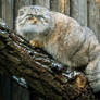 Blue-eyed manul