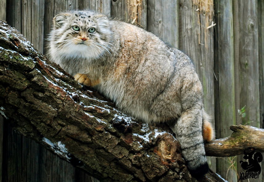 Blue-eyed manul