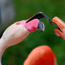 Fighting flamingos