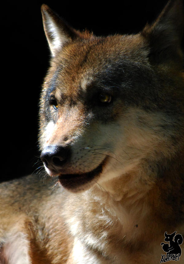 Wolves can smile by Allerlei on DeviantArt