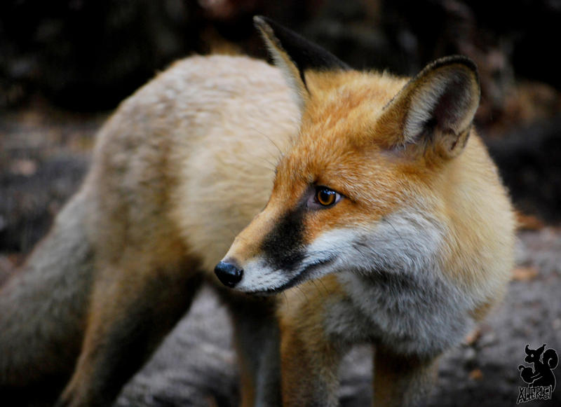 Whut? Bluefox has birthday?