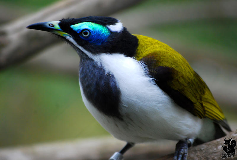 The Blue-faced Honeyeater