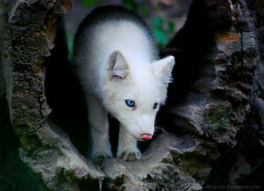 White polar fox baby