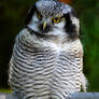 The Northern Hawk-Owl