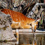 I'm the most beautiful Sitatunga in the world