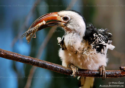 Red-billed Hornbill