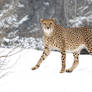 You've never seen a cheetah on snow or wut?