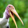 Amused stork