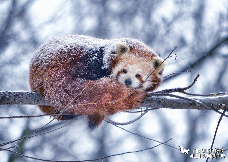 Snowing by Allerlei Snowing by Allerlei