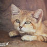 The sand cat