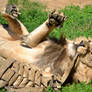 Playful kitt... lion