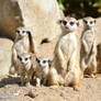 Meerkat clan