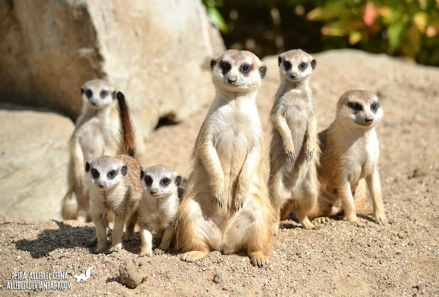 Meerkat clan