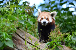 Red panda