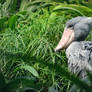 Shoebill