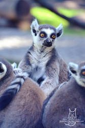 Lemur in purple