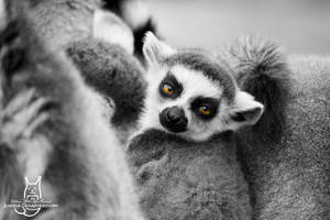 Tired baby lemur