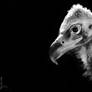 The Cinereous vulture