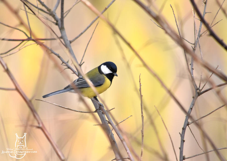 Parus major by Allerlei