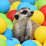 Meerkat's enrichment