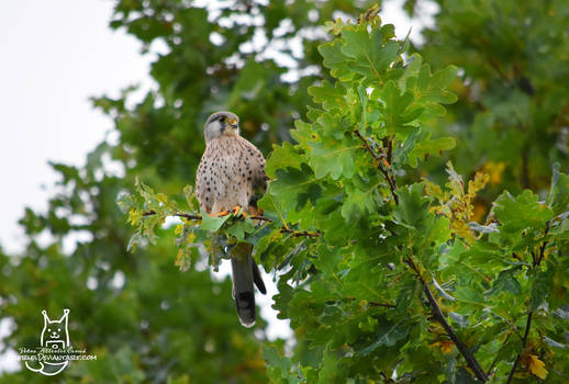 The common kestrel