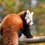 Baby red panda