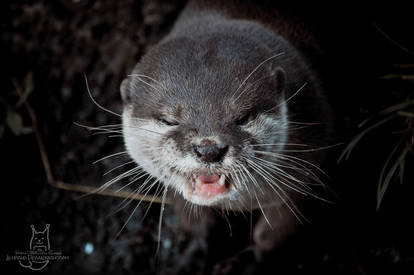 Don't mess with the otter!