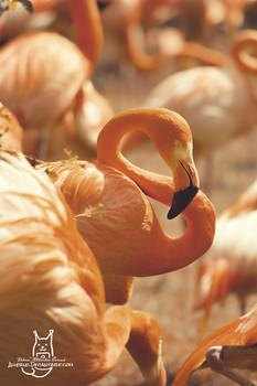 Flamingo at dawn