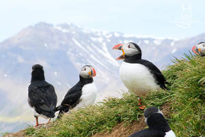 Behold, wild puffins!
