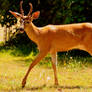 A Deer...2