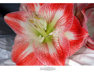 ischarm_flowerstock_019