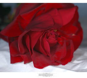 ischarm_flowerstock_021