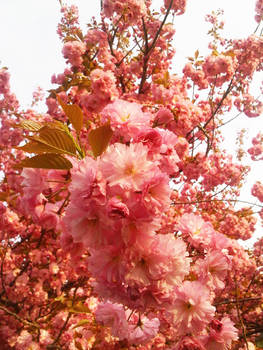 Cherry Blossoms