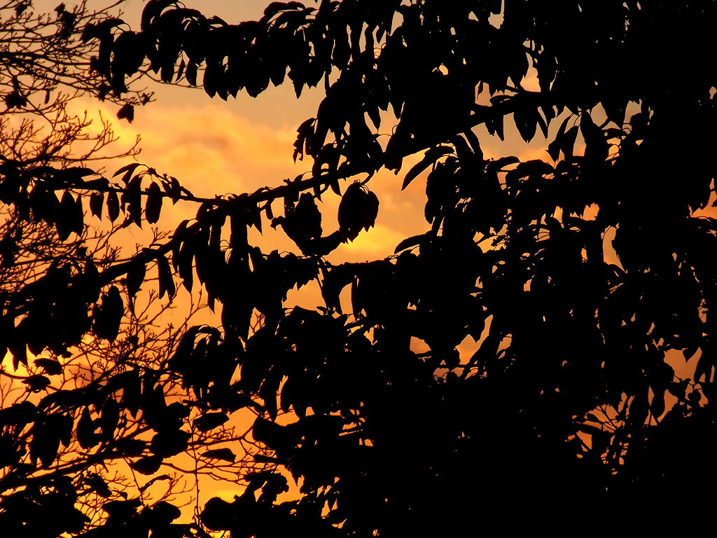 Autumn sky and trees