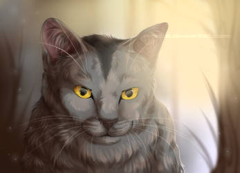 Graystripe