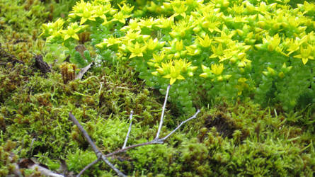 Moss roof