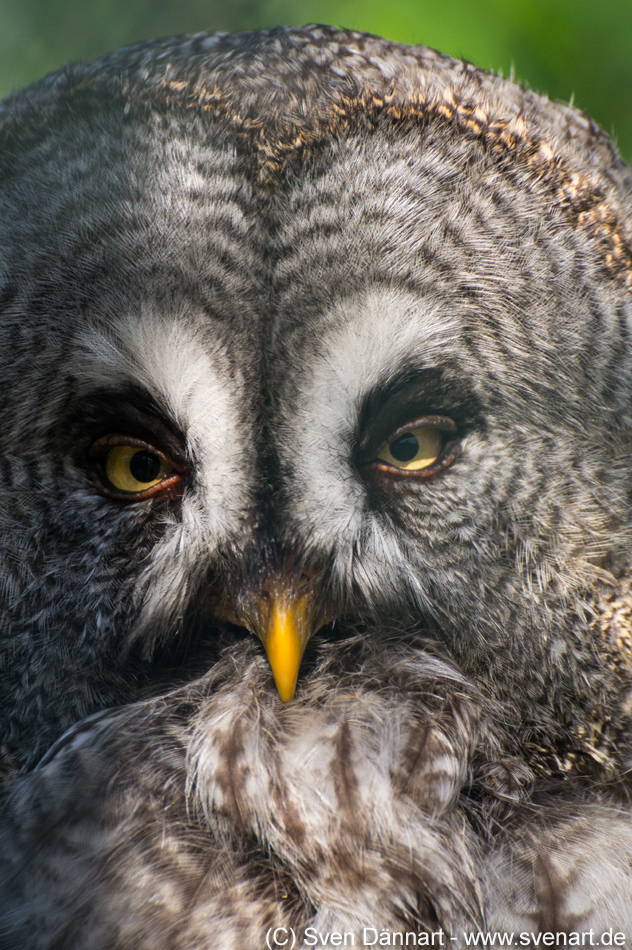 Owl very close