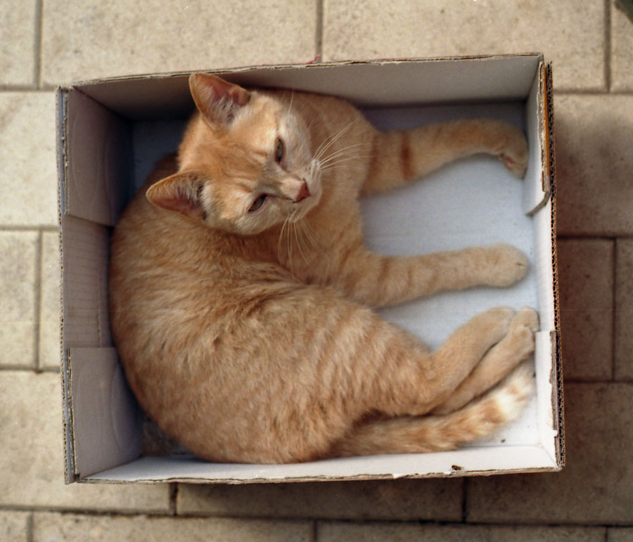 cat in a box