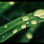 drops and grass.