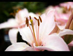 last Juliet. by aprylle0497