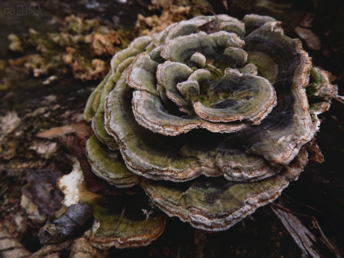 A Rose Made of Stone