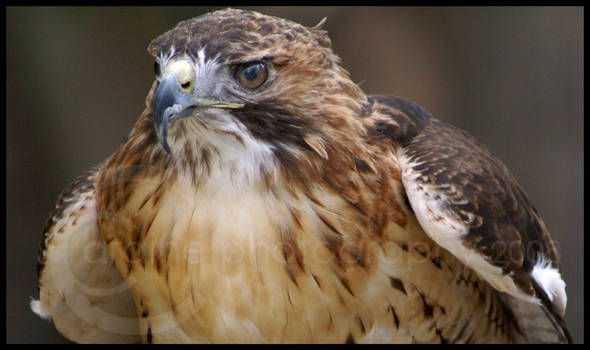 Red Tail Hawk