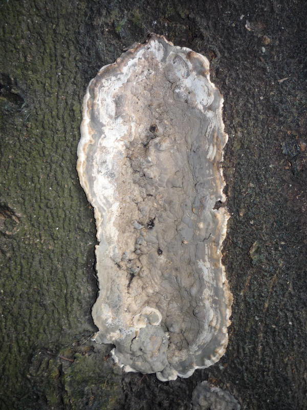 Louisiana Tree mold.