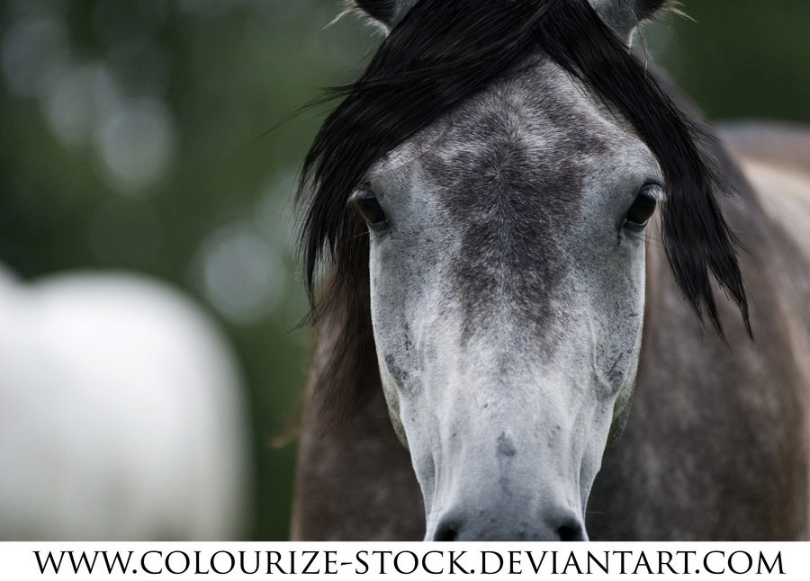 Forelock practice!