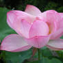 Lotus Secrets