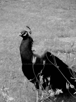 Graceful life of a Peacock