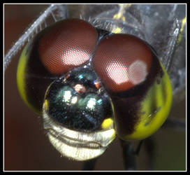 Dragonfly Face