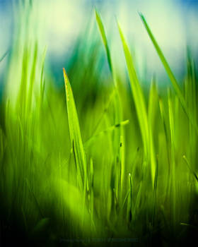 Grass