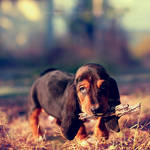 my Geebee by dizzi-bizzi